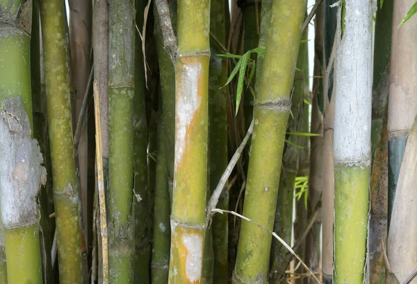 Bambusowe Drzewo Ogrodzie Domowym — Zdjęcie stockowe