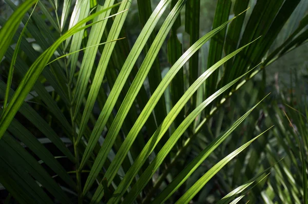 Gröna Blad Palm Med Solljus Royaltyfria Stockfoton