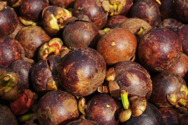 Manggis. Mangosteen (Garcinia mangostana), ayrıca mor mangosteen olarak da bilinir..                                                 