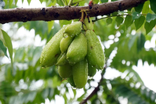 Belimbing Wuluh Indonesia Cucumber Tree Plant Has Acidic Fruit Rich — Stock Photo, Image