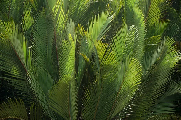 Nypa Fruticans Wurmb Mangrove Palm Nipa Palm Nypa Palm Drzewie — Zdjęcie stockowe