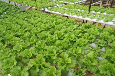 Organik hidroponik sebze yetiştirme çiftliği, Seçici Odak.          