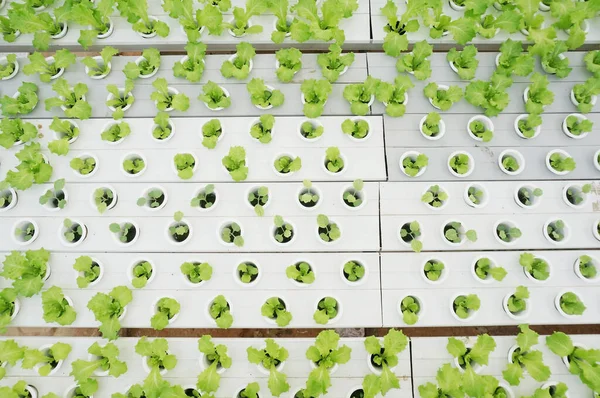 Hydroponic lettuces in hydroponic pipe. Hydroponics method of growing plants using mineral nutrient solutions, in water, without soil, Selective Focus.