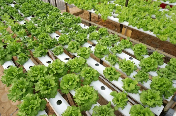 Organik Hidroponik Sebze Yetiştirme Çiftliği Seçici Odak — Stok fotoğraf