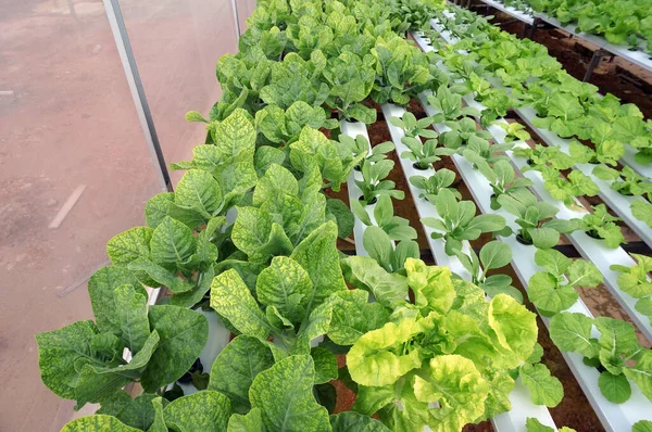 Organik Hidroponik Sebze Yetiştirme Çiftliği Seçici Odak — Stok fotoğraf