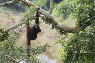 Ağaçlarda Orangutan. Kutai Ulusal Parkı, Doğu Kalimantan / Endonezya. Seçici Odaklanma.