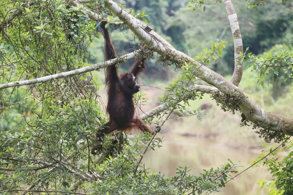 Orang Utan Auf Den Bäumen Ort Kutai Nationalpark Ostkalimantan Indonesien — Stockfoto