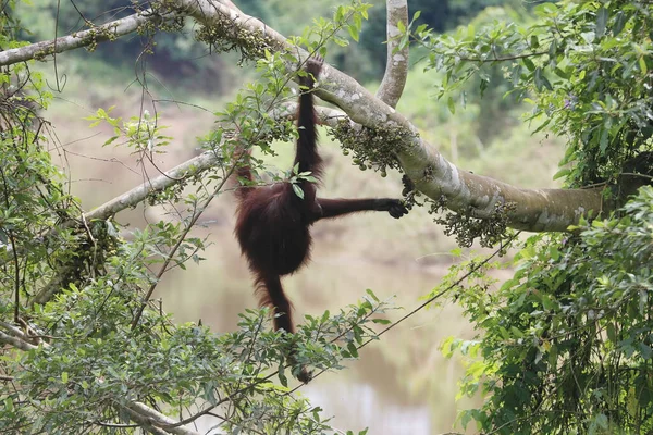 Orang Utan Auf Den Bäumen Ort Kutai Nationalpark Ostkalimantan Indonesien — Stockfoto