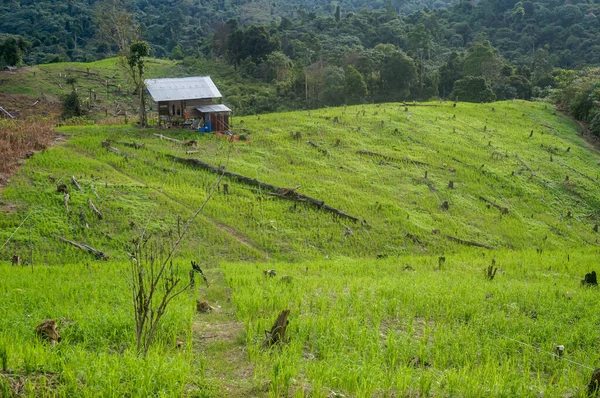 Plantar Arroz Uma Colina Uma Tradição Tribo Dayak Indonésia — Fotografia de Stock