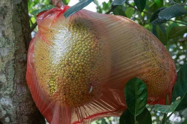 Спелые Органические Дома Выросли Nangka Jackfruit Дереве Обертывания Пластиковый Пакет — стоковое фото