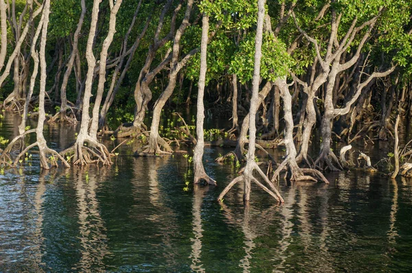 Mangrovenbäume Mangrovenwäldern Mit Zweigwurzeln Wachsen Wasser — Stockfoto