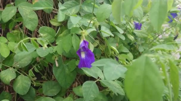 Footage Medicinal Herb Telang Teleng Flower Clitoria Ternatea — Stock Video