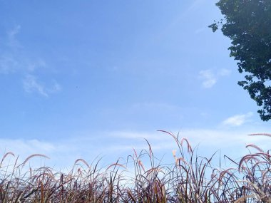 Düşük açı, at kuyruğu sazlık, büyük ağaç ve sabah mavi gökyüzü ve bulut 