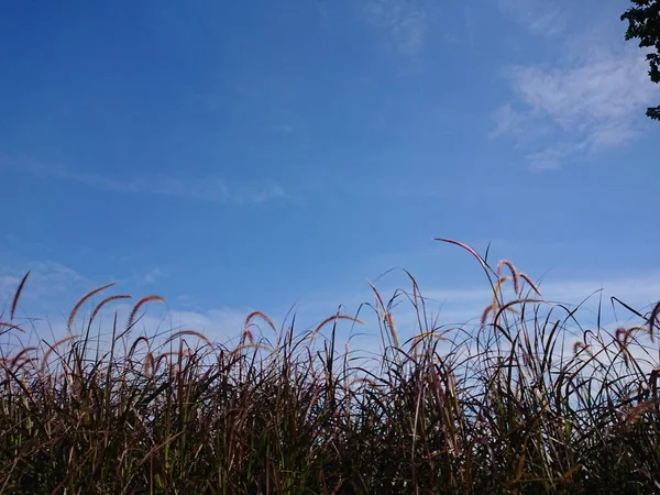 Low Angle Horse Tail Reed Big Tree Morning Blue Sky — Stock Photo, Image