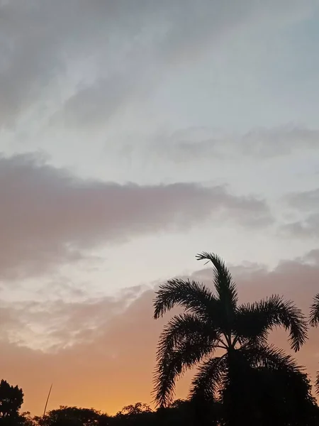 ぼかしの夕日とシルエットの木 — ストック写真