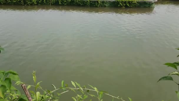 Filmmaterial Fließendes Wasser Grünen Sauberen See Morgen — Stockvideo