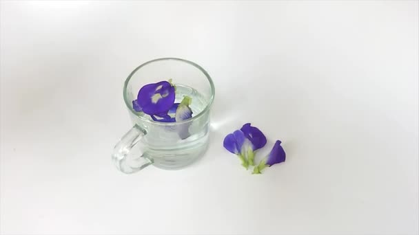 映像はスローモーション テラン テレンの花やクリトリアのテラータをガラスの白い背景で — ストック動画