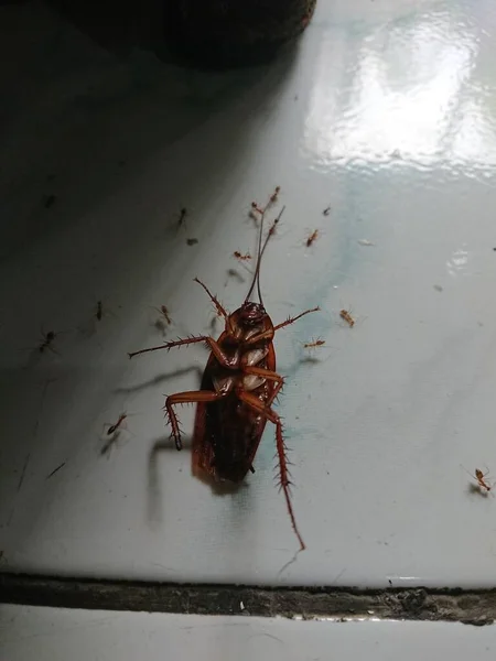 stock image close up flipped cockroach or  gromphadorhina protentosa surrounded by ants