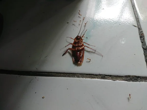 Cerca Cucaracha Volteada Gromphadorhina Protentosa Rodeado Hormigas —  Fotos de Stock