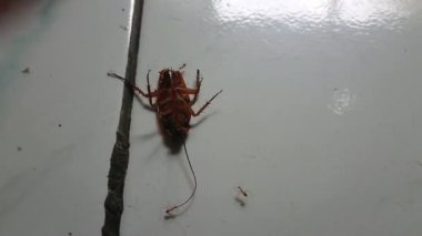 Karıncalarla çevrili ters çevrilmiş hamamböceği ya da Gromphadorhina protentosa görüntüleri.