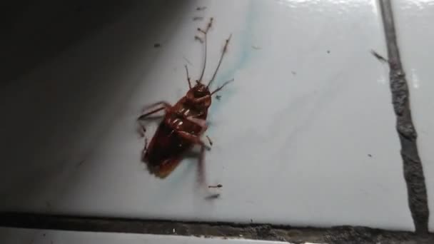 Záběry Zblízka Převrácený Šváb Nebo Gromphadorhina Protentosa Obklopen Mravenci — Stock video