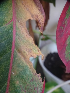 Böcek tarafından ısırılan küçük yaprak 