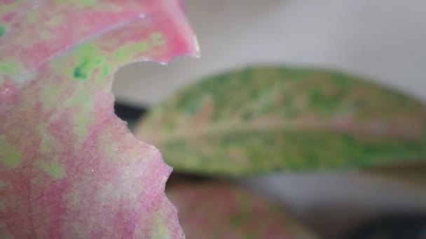 Filmmaterial Zeigt Kleine Blätter Von Insekten — Stockvideo
