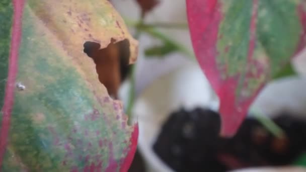 Böcek Tarafından Isırılan Küçük Yaprak Görüntüleri — Stok video