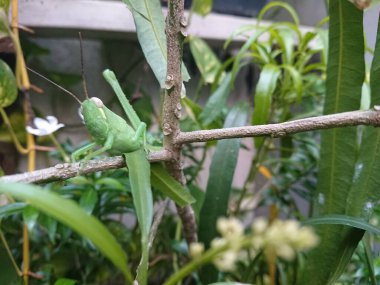 Küçük daldaki çekirgeyi kapat 