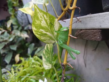 Küçük daldaki çekirgeyi kapat 