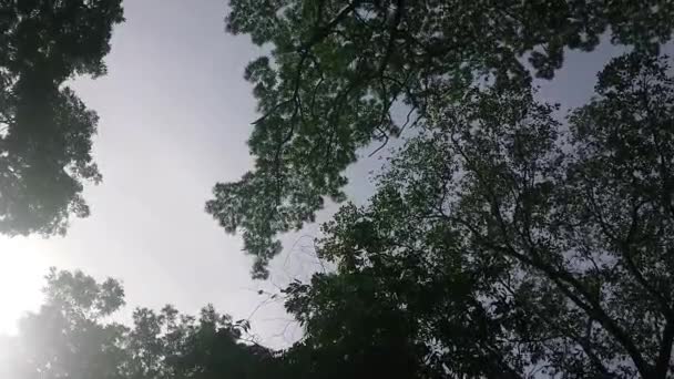 Imagens Baixo Ângulo Árvores Grandes — Vídeo de Stock