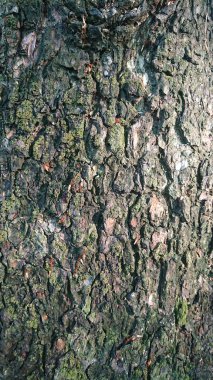 Sıcak Güneş Günü 'nde Odunun dokusu