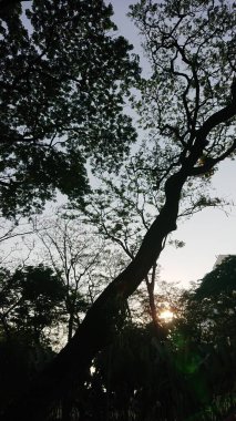 Şatafatlı bir Şehir Parkı 'nda Ağaçların Arasında Güneş Işığı Filtresi