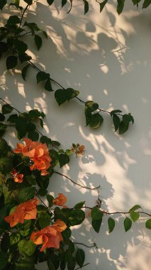 Arka plan, Orange Bougainvillea ve Beyaz Duvar 'da Gölgelerle Yapraklar 