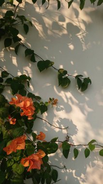 Arka plan, Orange Bougainvillea ve Beyaz Duvar 'da Gölgelerle Yapraklar 