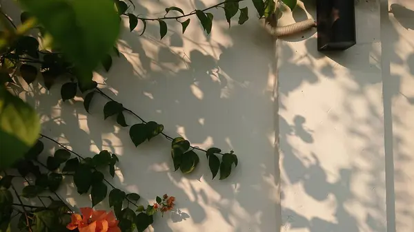 Arka plan, Orange Bougainvillea ve Beyaz Duvar 'da Gölgelerle Yapraklar 