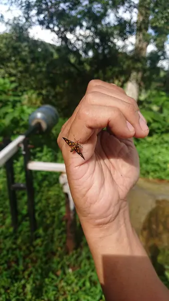 Sabah Man Hand 'de Kelebek