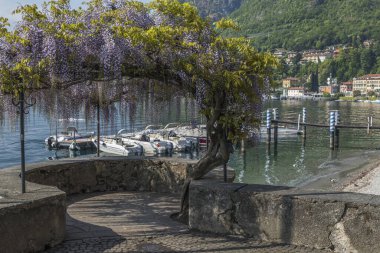 Menaggio Gölü 'ndeki Wisteria Tüneli
