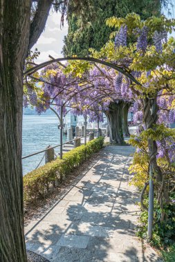 Cadenabbia Gölü 'ndeki güzel Wisteria Tüneli