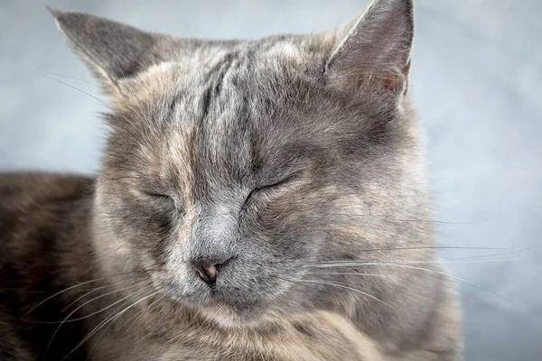 Britânico Gato Shorthair Com Cinza Fumegante Pele Dormindo Cochilando Mesa — Fotografia de Stock