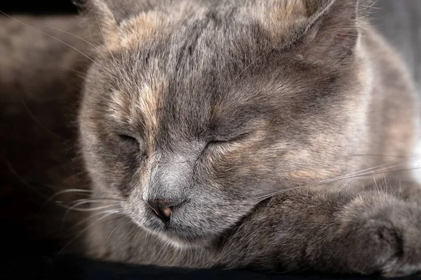 British Shorthair Cat Gray Smoky Color Fur Sleeping Napping Table — Stock Photo, Image