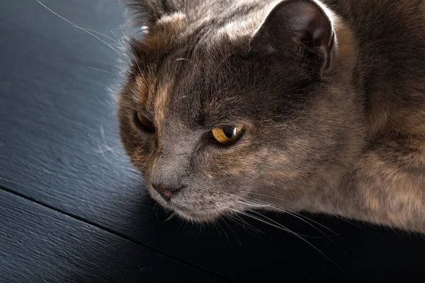 Британський Короткохвостий Кіт Сірим Димним Хутром Відпочиває Підлозі — стокове фото