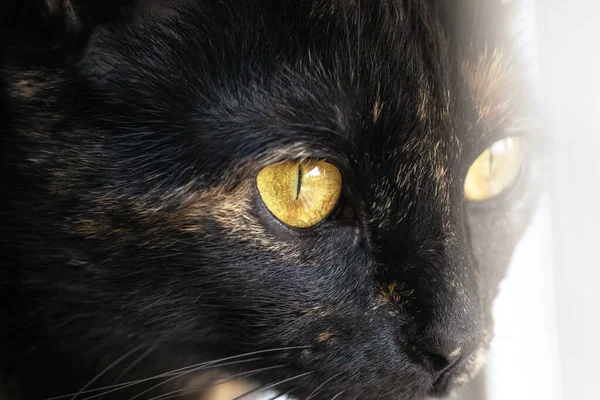 Preto Bonito Gato Com Olhos Amarelos Olhando Para Fora Janela — Fotografia de Stock