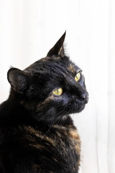 Тортоїзешлл Кіт Симпатична Кішка Черепашки Сидить Підвіконні Біля Вікна — стокове фото