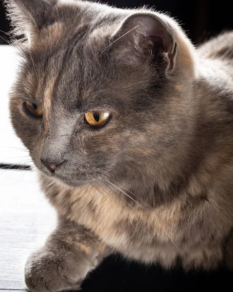 Μια Γκρίζα Κοντή Γάτα Κίτρινα Μάτια Ακουμπισμένη Στο Ξύλινο Τραπέζι — Φωτογραφία Αρχείου