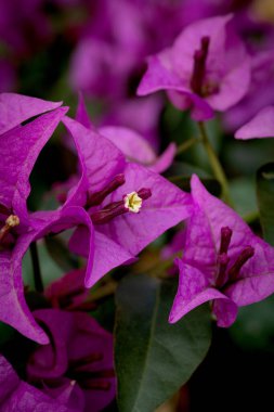Bougainvillea. Mor begonvil çiçekleri. Arka plan olarak Bougainvillea çiçekleri. Çiçek arka planı