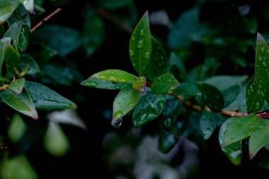 Nature rain drops on green leaves, Rainy season. Background.