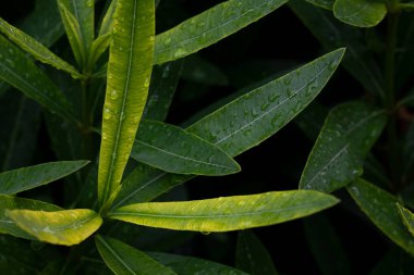 Raindrops on oleander leave after rain. Water drops on fresh green leaves. Natural blurred the background.
