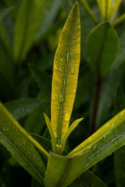 Raindrops on oleander leaf after a rain. Water drops on fresh green leaves. Natural blurred the background.