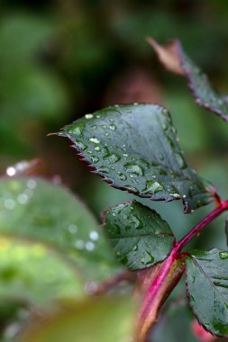Rose leaf after the rain. Raindrops on a green leaf. 